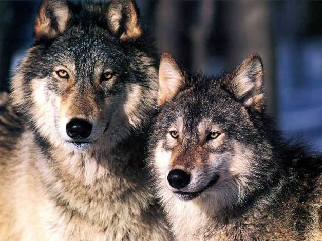 Two Wolves