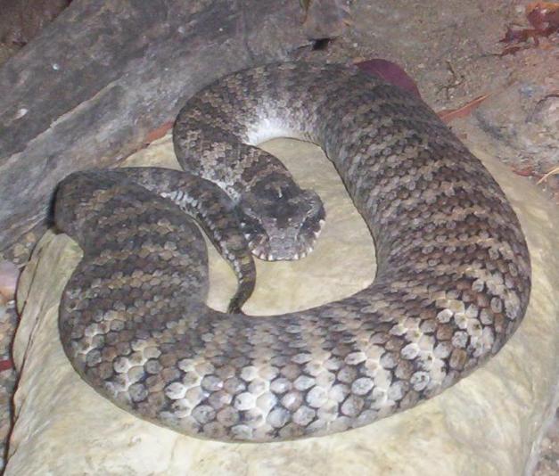 Death Adder (Acanthophis)