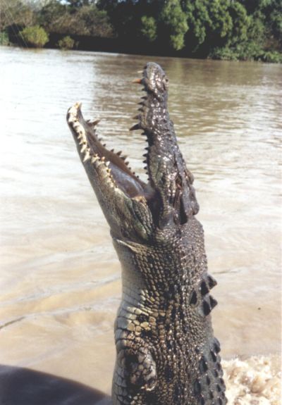 Crocodile jumping while being fed on the Adelaide River