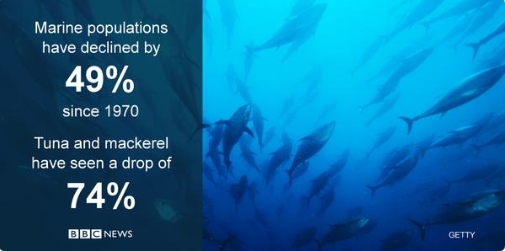 Overfishing. Courtesy: BBC